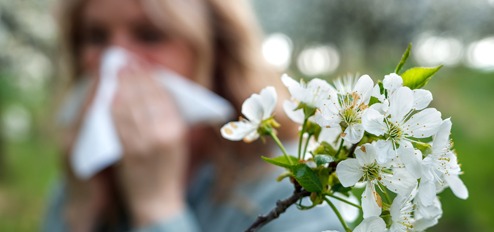Hay fever: More than just a seasonal allergy icon